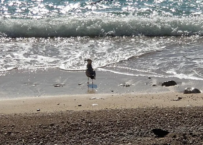 Luxury Seafront Banje Daire Dubrovnik